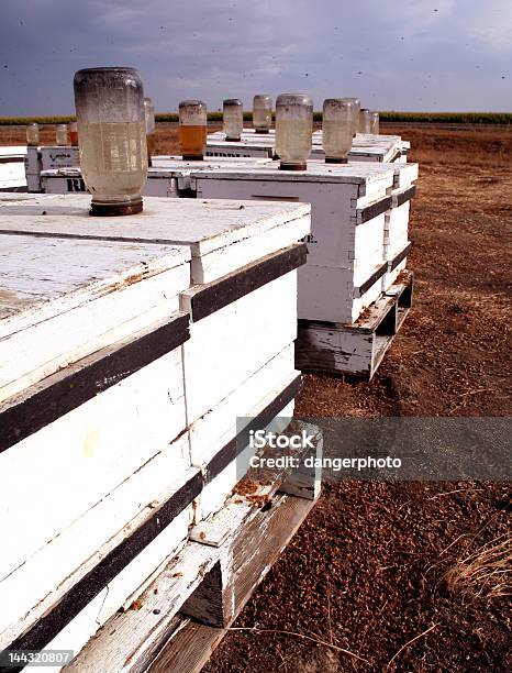 Beehives Stockfoto und mehr Bilder von Angeschlagen - Angeschlagen, Apis, Bestäubung