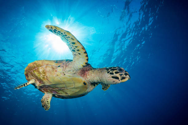 istock Hawksbill Sea turtle Swimming above beautiful coral reef 1443208082