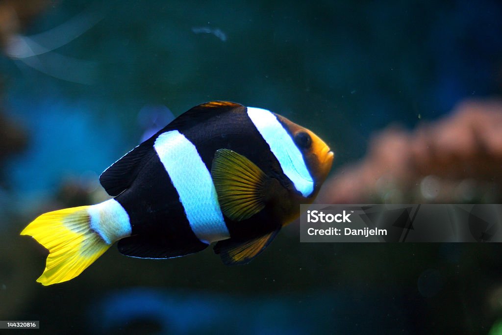 Striped tropical fish #2 Striped tropical fish white/black. Animal Scale Stock Photo