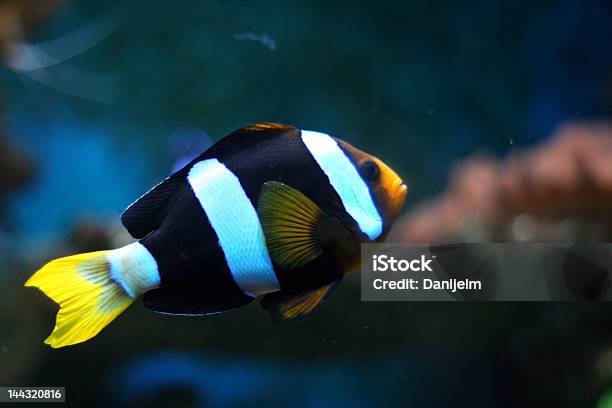 Striped Tropical Fish 2 Stock Photo - Download Image Now - Animal Scale, Animal Wildlife, Beauty