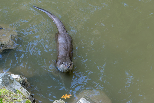 Wildlife delight otter lying on stone near river and waterfall as background