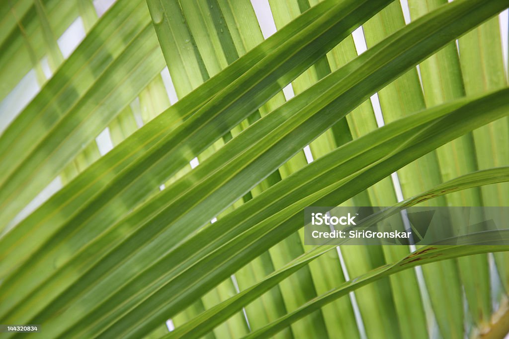 Linda verde folhas de Palmeira - Royalty-free Cor verde Foto de stock