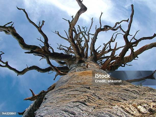 Photo libre de droit de Arbre Mort banque d'images et plus d'images libres de droit de Arbre - Arbre, Aride, Bizarre