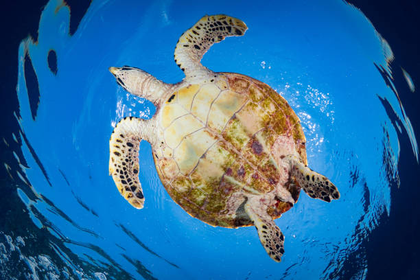 istock Hawksbill Sea turtle Swimming above beautiful coral reef 1443208526