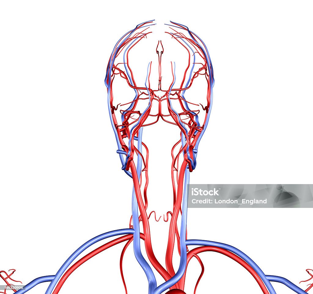 Head and Neck Vessels Accurate 3D model of human head, neck and brain circulatory system Blood Flow Stock Photo