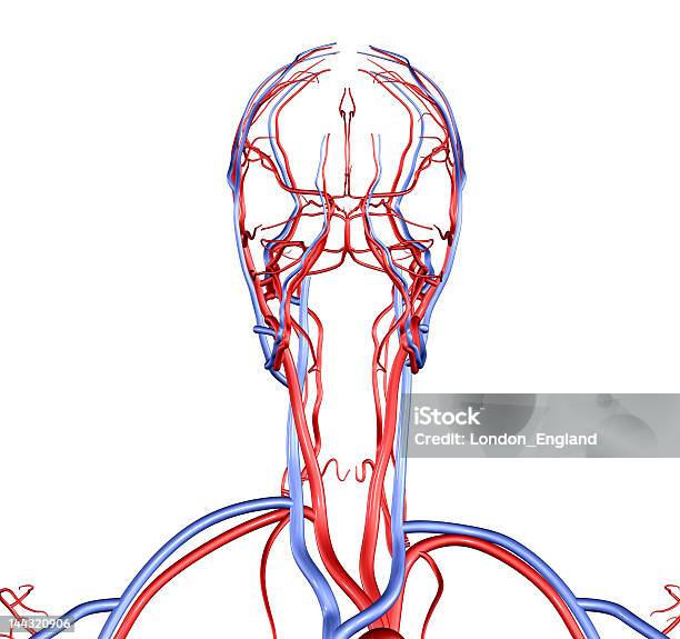 Foto de De Cabeça E Pescoço De Navios e mais fotos de stock de Fluxo Sanguíneo - Sistema cardiovascular - Fluxo Sanguíneo - Sistema cardiovascular, Vaso sanguíneo, Anatomia