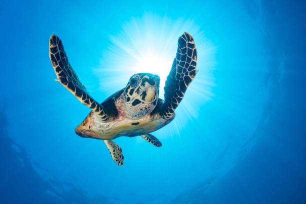 Hawksbill Sea turtle Swimming above beautiful coral reef Hawksbill sea turtle swimming over top of pristine coral reef system in the coral triangle. This beautiful turtle was found in the warm tropical waters of Papua new britain island stock pictures, royalty-free photos & images