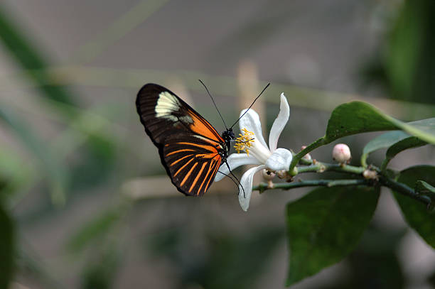 Borboleta - fotografia de stock