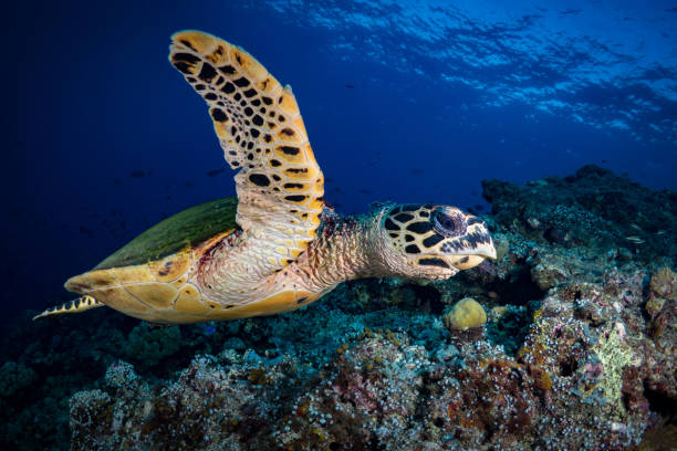 istock Hawksbill Sea turtle Swimming above beautiful coral reef 1443209281