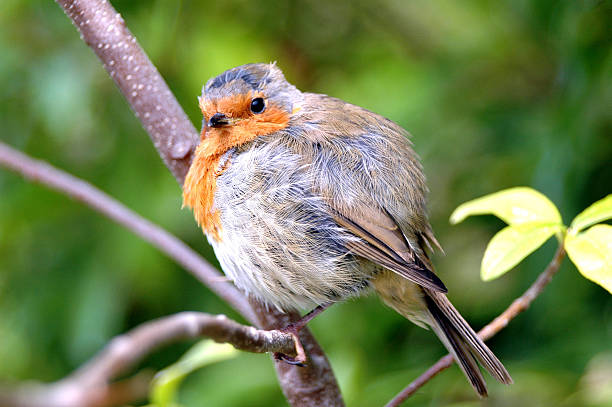 Gordura Robin (vermelho a - fotografia de stock