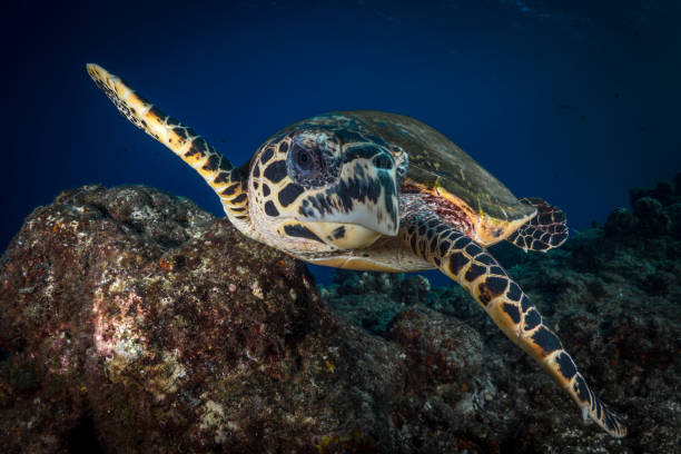 istock Hawksbill Sea turtle Swimming above beautiful coral reef 1443209404
