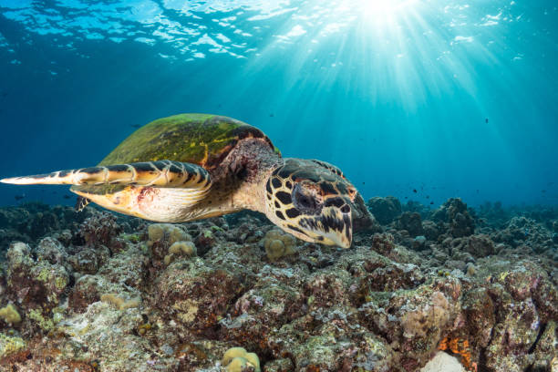 istock Hawksbill Sea turtle Swimming above beautiful coral reef 1443209662
