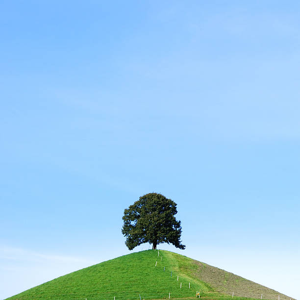 Einsame Baum – Foto