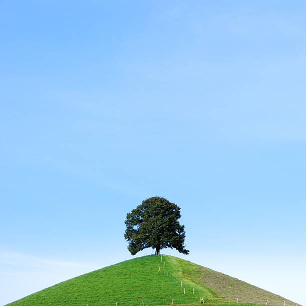 Árvore solitária - fotografia de stock