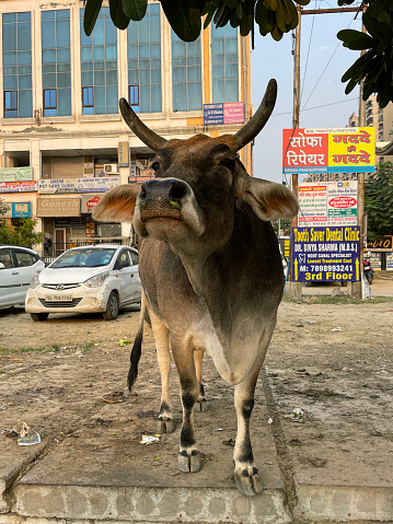 Noida, Uttar Pradesh, India  - November 15, 2022: Stock photo showing cow roaming free around the streets of Noida, India amongst the traffic and with a backdrop of billboards.