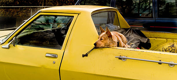 istock Red Dog Yellow Ute 3 144320999