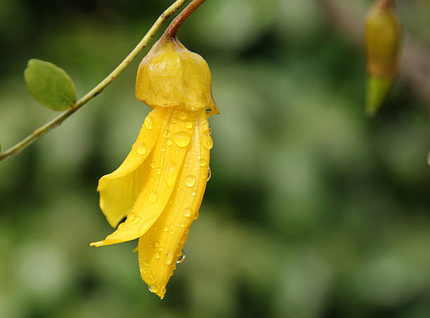 Kowhai blossom stock photo