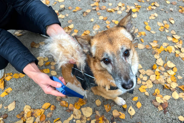 istock Combing a Moulting red Dog Outside on a Autumn Day 1443211322