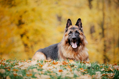 Portrait of a German shepherd dog. Dog outdoor. Purebred dog.