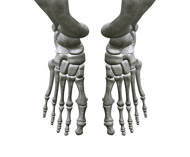 Pés ossos - foto de acervo