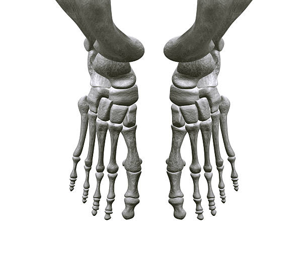 Cтоковое фото Ноги кости