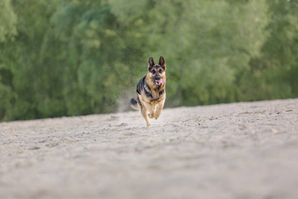 istock German shepherd dog playing on the beach 1443211951