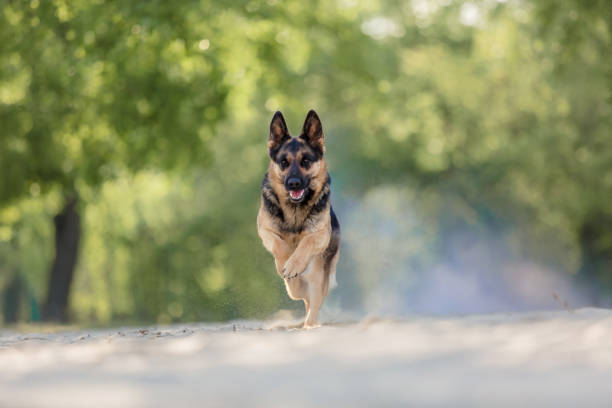 istock German shepherd dog playing on the beach 1443211965