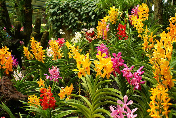 Field of Orchids stock photo