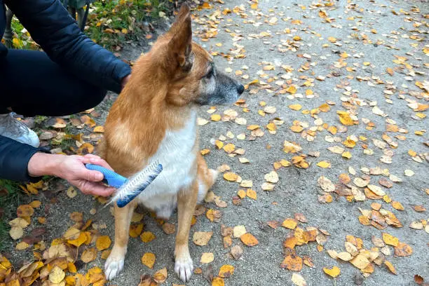Woman combs old dog with a metal grooming comb. Concept of seasonal pet molting. Furry dog and wool in annual autumn molt (shedding). Pet hygiene allergy grooming concept