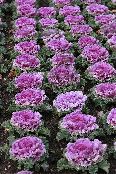 purple cauliflower stock photo