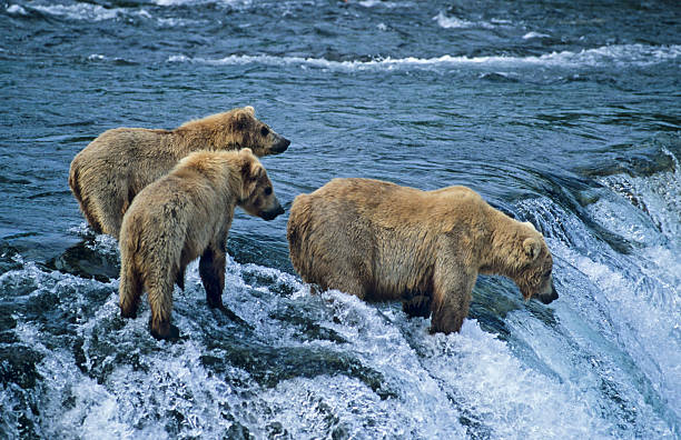 istock Grizzly with her twin cubs waiting for migrating salmon. 144321411