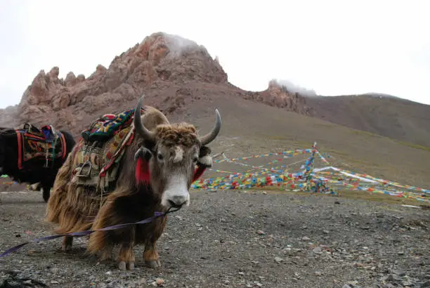 Yak, Namtso Lake, Tibet