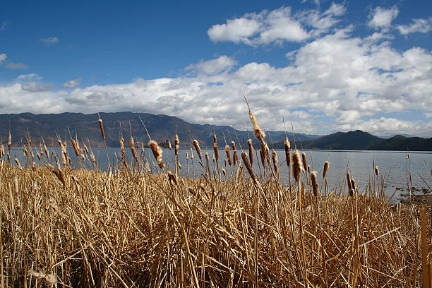 lago ou reed - lijiang landscape wetland marsh - fotografias e filmes do acervo