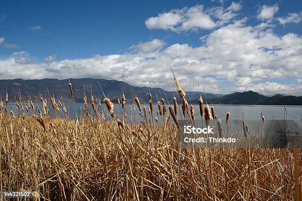 Lago Ou Reed - Fotografias de stock e mais imagens de Ao Ar Livre - Ao Ar Livre, Azul, Beleza