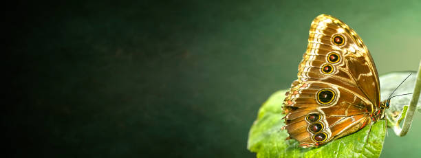 istock Banana butterfly, caligo memnon, sitting on a green leaf 1443215331