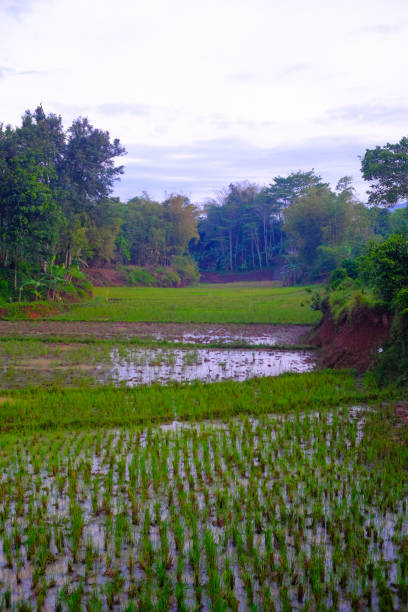istock new agricultural land 1443215459