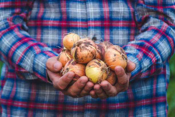 istock the farmer holds a bow in his hands. 1443215596