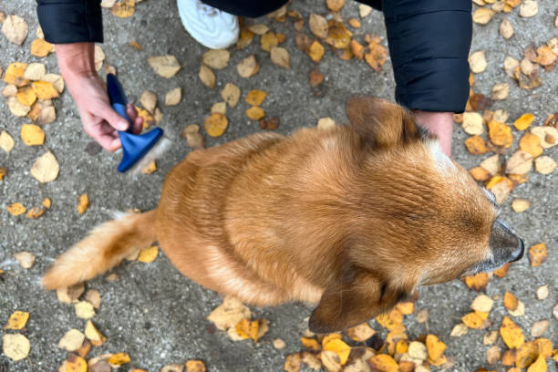 istock Combing a Moulting red Dog Outside on a Autumn Day, top view 1443215631