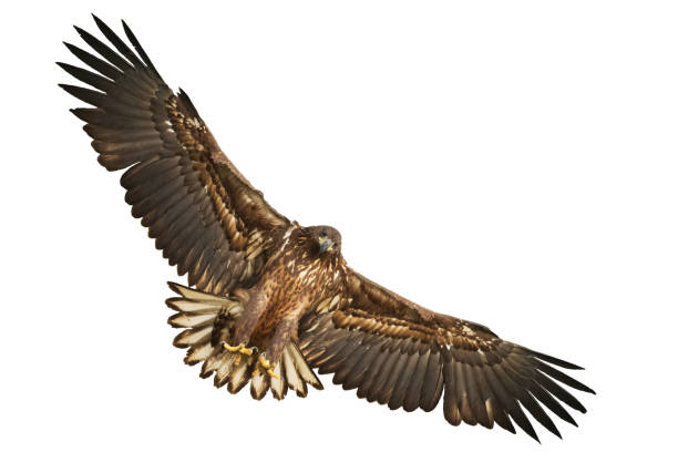 istock Majestic predator White-tailed eagle, Haliaeetus albicilla in Poland wild nature - isolated on white background 1443216434