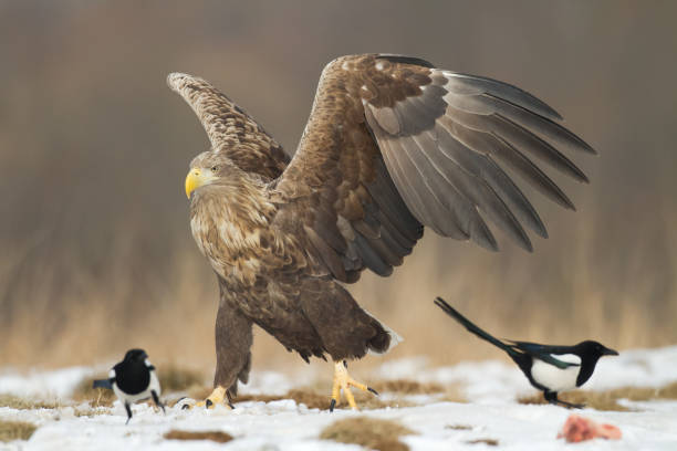 istock flying Majestic predator White-tailed eagle, Haliaeetus albicilla in Poland wild nature 1443216471
