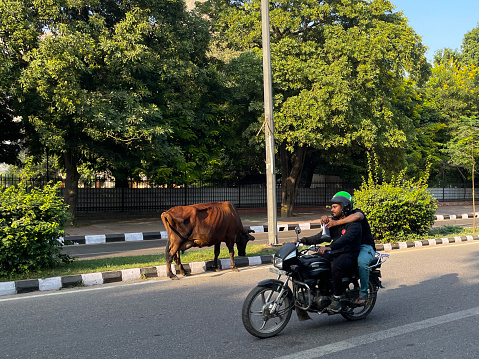 New Delhi, India - November 11, 2022: Stock photo showing a motorcycle with pillion passenger driving passed roaming cow on road in residential area.