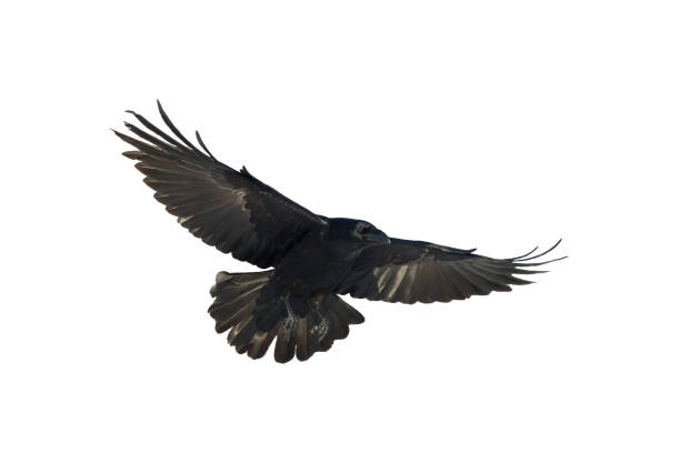 istock Birds flying ravens isolated on white background Corvus corax. Halloween 1443216869