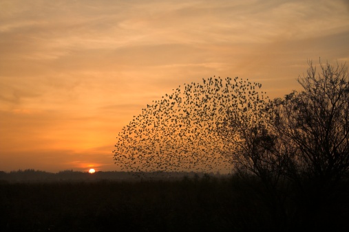 From mid-June until late October, flocks of around 30,000 Starlings arrive to the Southern part of Jutland to roost overnight - a magnificent spectacle as the enormous flocks dive and turn in the sky, before falling to rest in the reedbeds. Danes call the phenomenon \