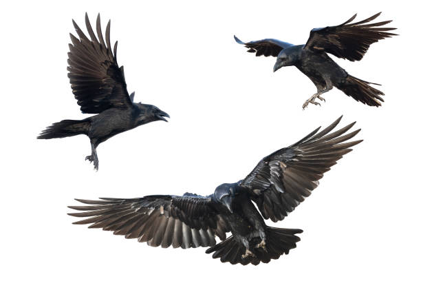 istock Birds flying ravens isolated on white background Corvus corax. Halloween - mix three birds 1443216925