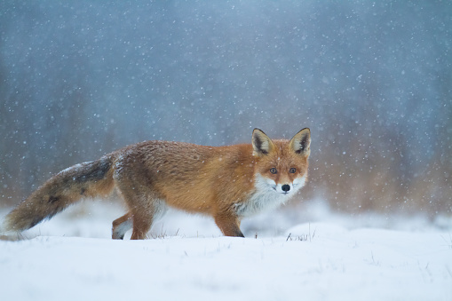 Fox Vulpes vulpes in winter scenery, Poland Europe, animal walking snow meadow, hunting time wildlife Poland Europe