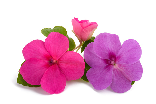 Impatiens flowers isolated on white background