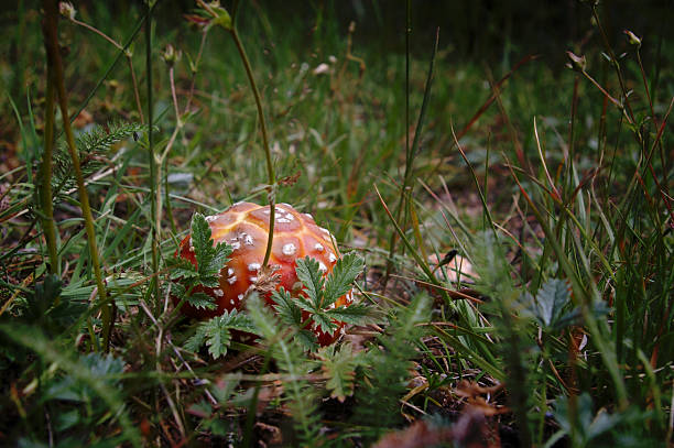 mushroom stock photo