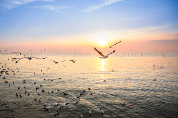 istock seagulls flying above the sea at beautiful sunset time with a twilight scene. 1443217437