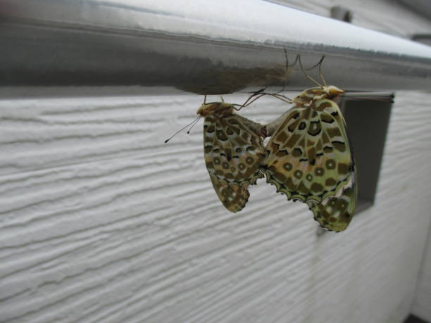 istock Butterflies mating on a balcony clothesline 1443217551