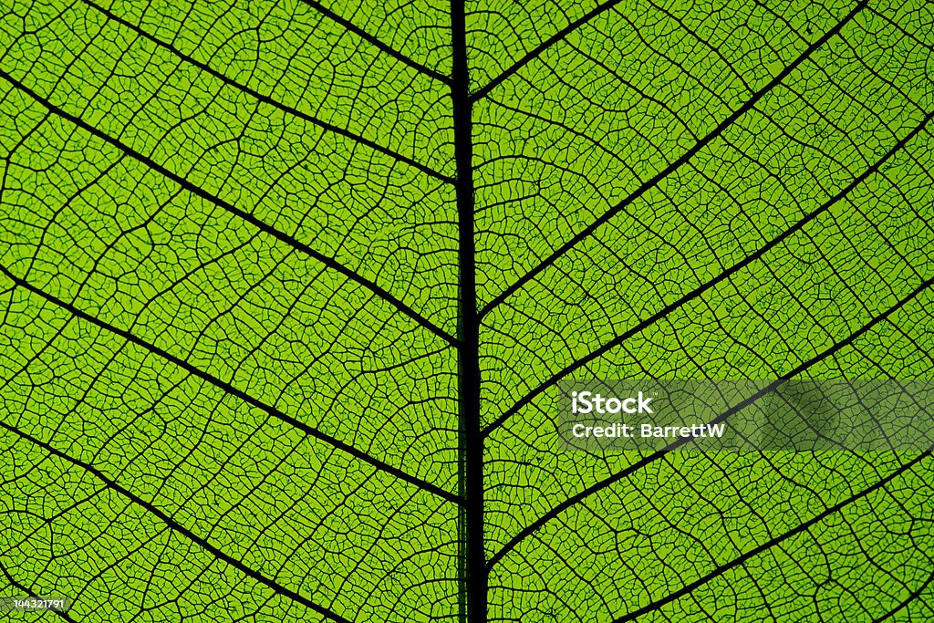 Folha de Árvore-da-borracha, Macro - Royalty-free Cor verde Foto de stock